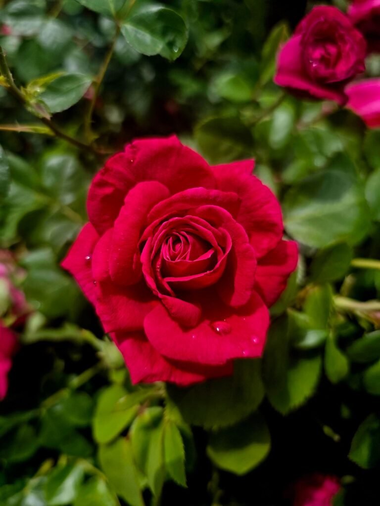 Lal gulab ka phool - Bharani nakshatra ke swami Shukra aur sundarta ka pratik