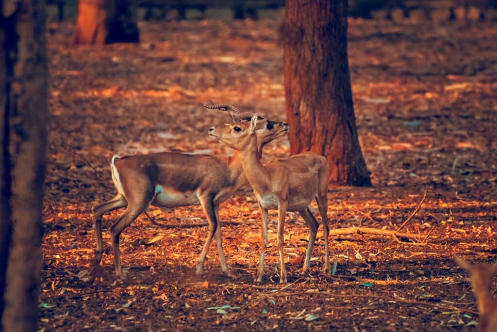 Jungle mein hiran - Mrigashira nakshatra ke symbol aur khoj ki pravritti ka pratik