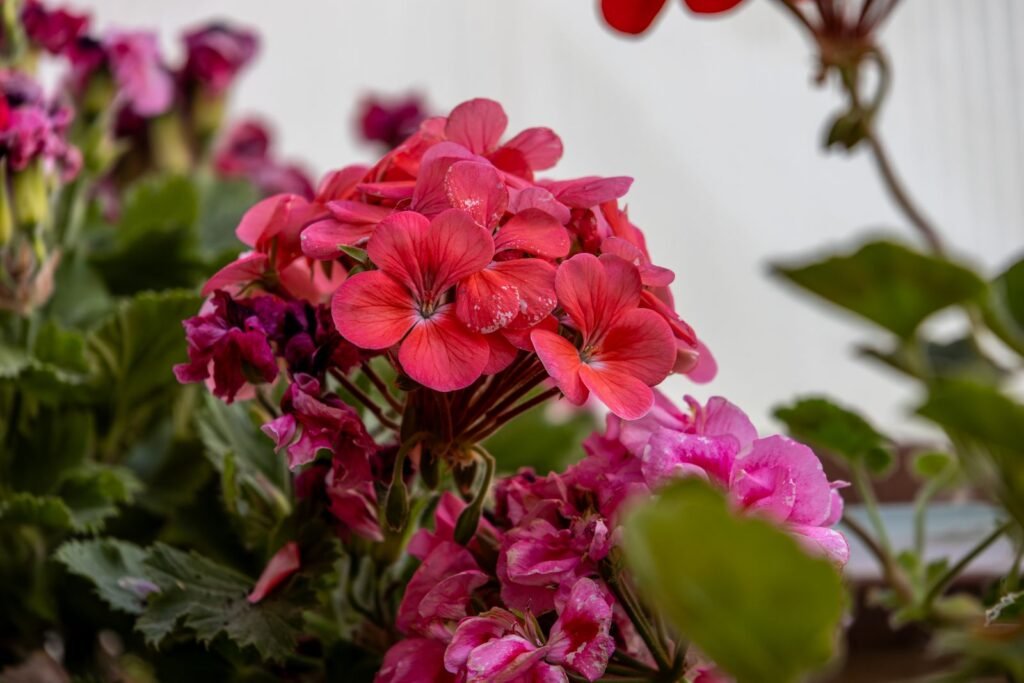 Khilte hue phool - Rohini nakshatra ki sundarta, srijan aur samriddhi ka pratik