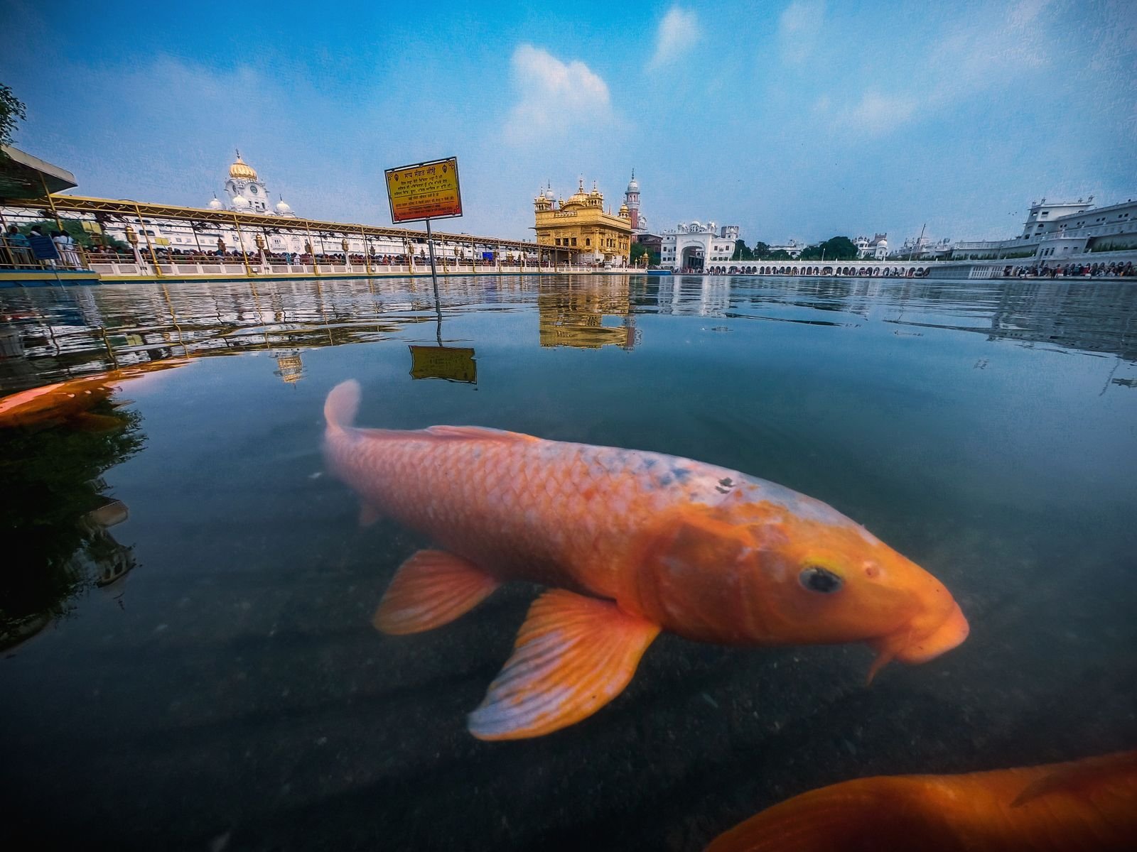 Meen Rashi — machli mandir ke pass