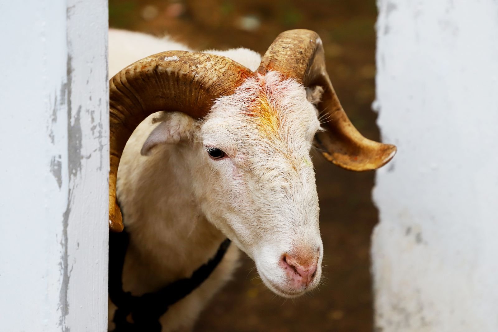 Mesh Rashi — bakri Hyderabad India