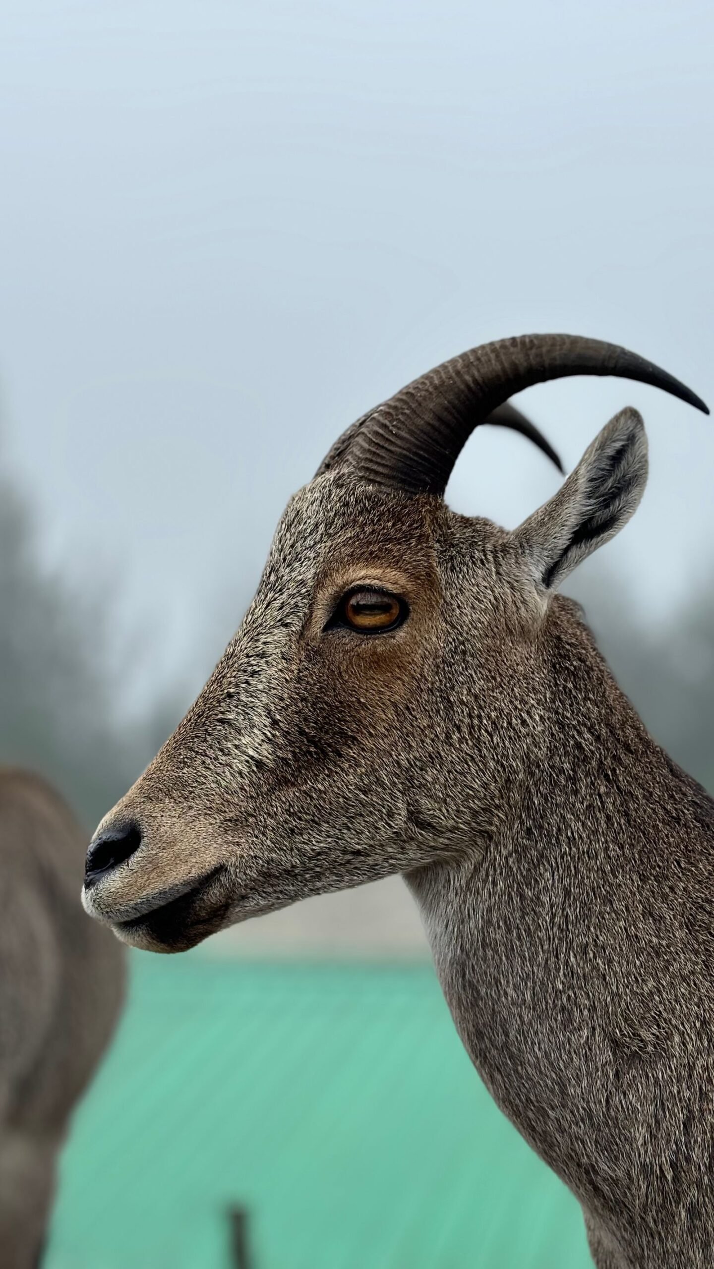 Mesh Rashi Rashifal August 2026 - Nilgiri Tahr pahadi bakri Munnar
