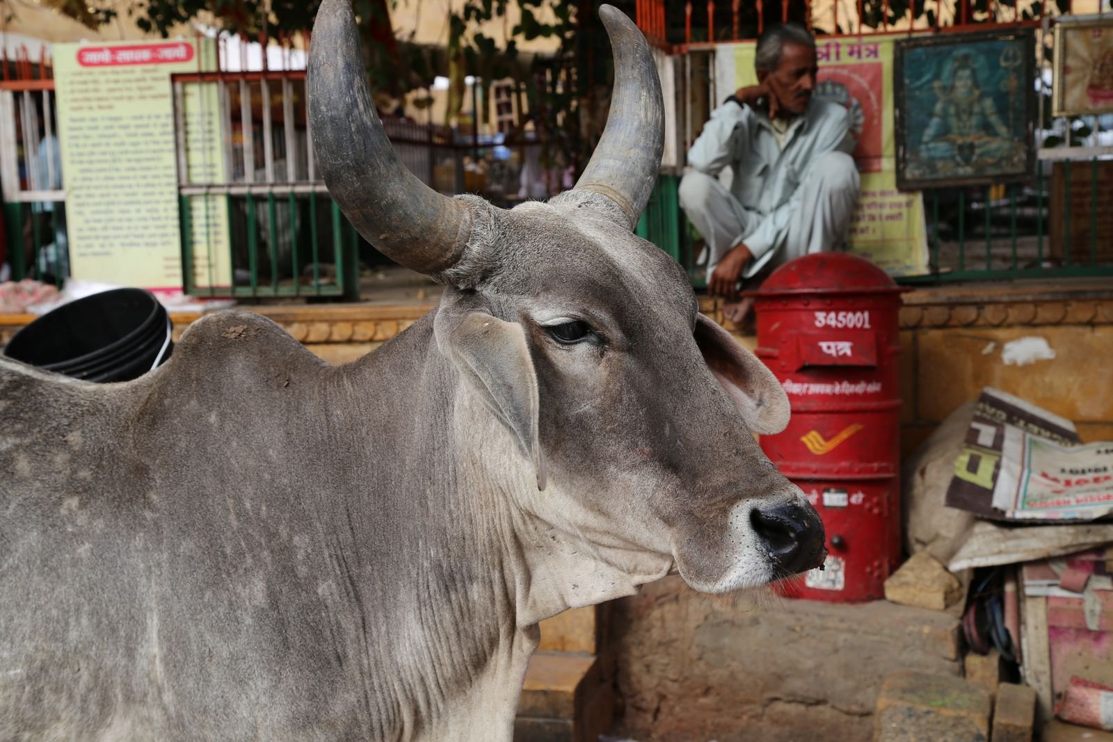 गाय दर्शन शुभ शकुन गृह प्रवेश