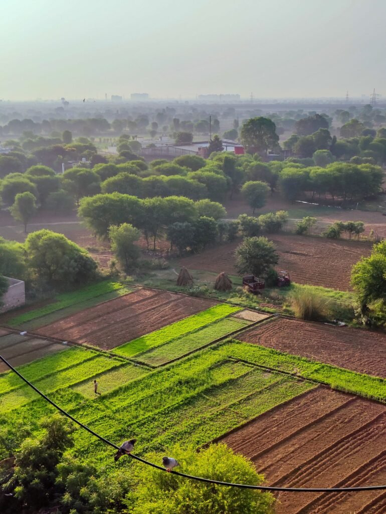 सूर्योदय के समय हरे-भरे उपजाऊ खेत - शुभ वास्तु भूमि के लक्षण