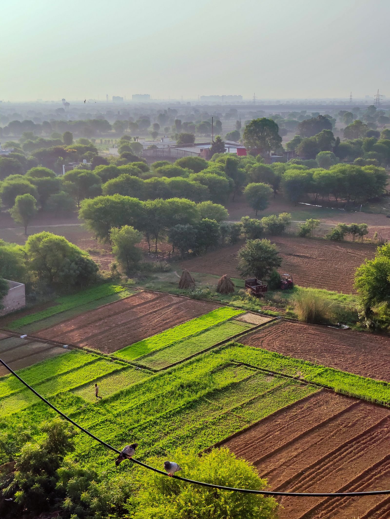 सूर्योदय के समय हरे-भरे उपजाऊ खेत - शुभ वास्तु भूमि के लक्षण